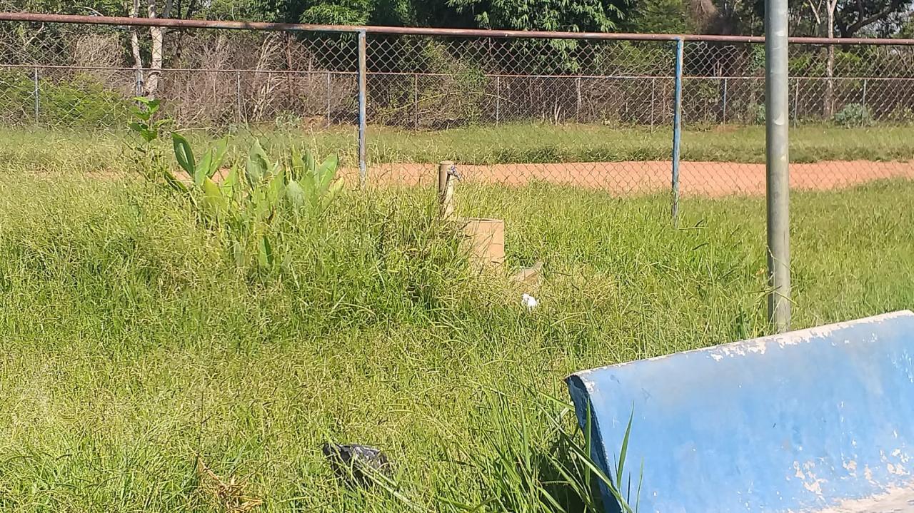 Foto 12 de 21 — Mato toma conta de praça no Maria Luiza; Prefeitura não tem prazo para zeladoria no bairro
